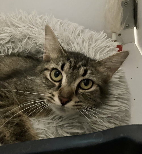KIZZY (BONDED WITH STICKY) - Domestic Medium Hair available for adoption