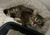 Kizzy (bonded with Sticky) - Photo 2