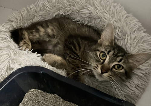 KIZZY (BONDED WITH STICKY) - Domestic Medium Hair available for adoption