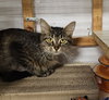 Kizzy (bonded with Sticky) - Photo 3