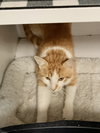 Sticky (bonded with Kizzy) - Photo 3