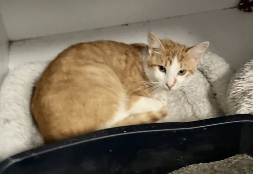 STICKY (BONDED WITH KIZZY) - Domestic Short Hair available for adoption
