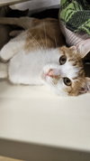 Sticky (bonded with Kizzy) - Photo 4