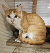 Sticky (bonded with Kizzy) - Photo 1