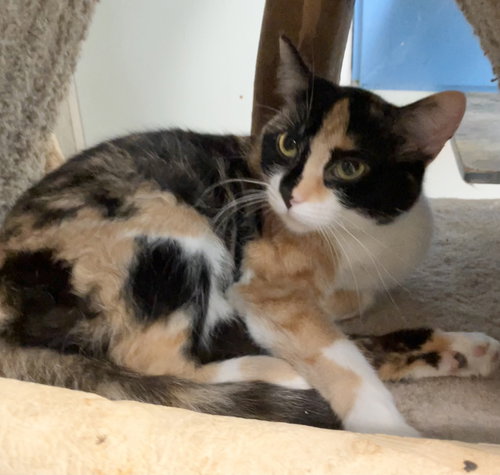 GARDENIA - Domestic Short Hair / Calico available for adoption