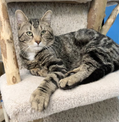 SANCOCHO - Tabby / Domestic Short Hair available for adoption