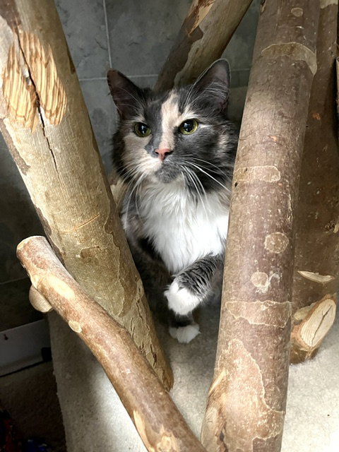 KHALEEN - Domestic Long Hair / Tortoiseshell available for adoption