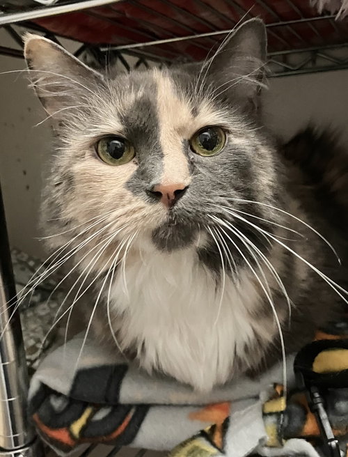 KHALEEN - Domestic Long Hair / Tortoiseshell available for adoption
