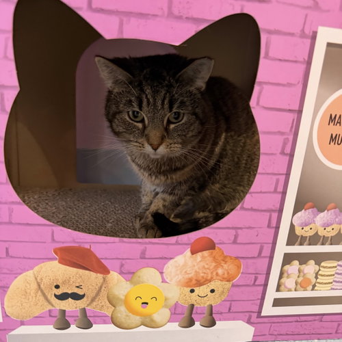 STRAWBERRY SHORTCAKE - Domestic Short Hair / Tabby available for adoption