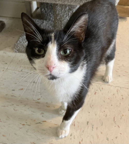 DECKER WARREN - Domestic Short Hair available for adoption