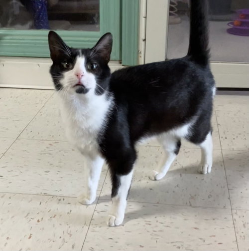 DECKER WARREN - Domestic Short Hair available for adoption