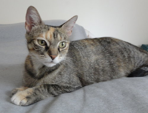 JO JO - Torbie / Domestic Short Hair available for adoption