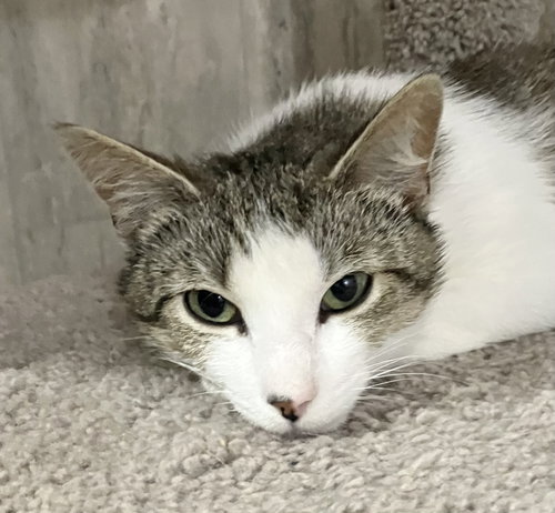 TIMMY - Domestic Short Hair / Tabby available for adoption