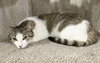Timmy - Photo 4