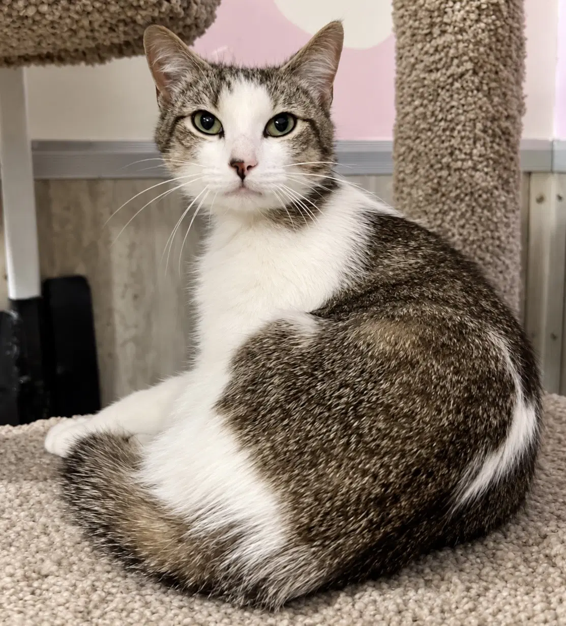 Timmy - Domestic Short Hair