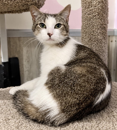 Timmy, a cat for adoption from Colony Cats (& dogs)
