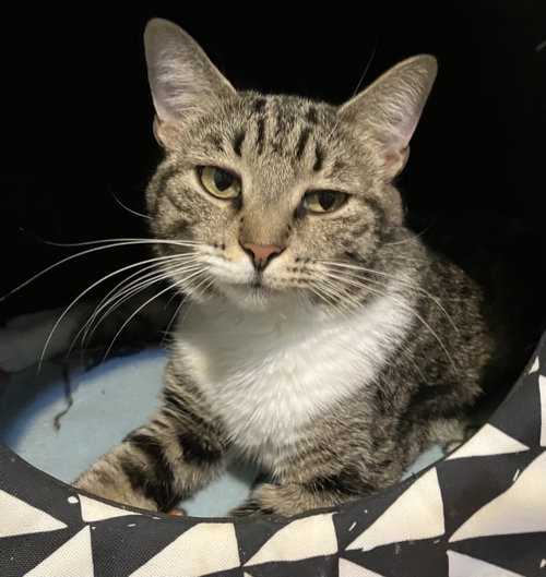 IVY - Domestic Short Hair / Tabby available for adoption