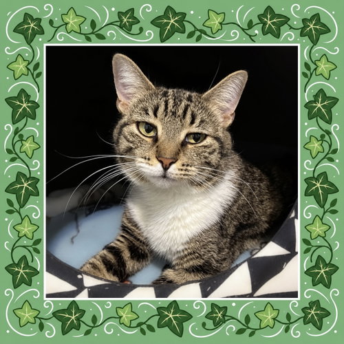 Ivy, a cat for adoption from Colony Cats (& dogs)
