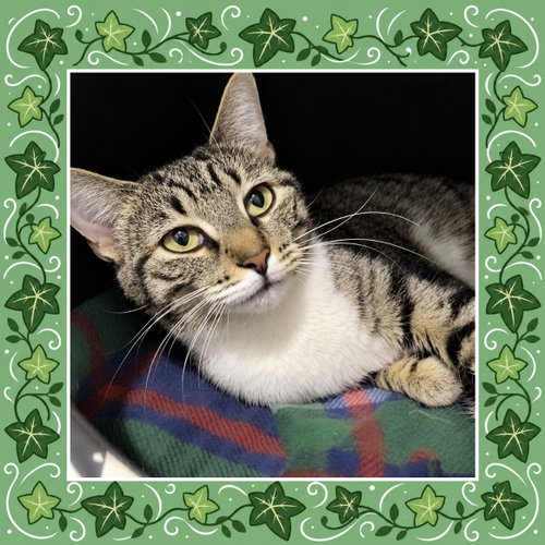 Photo 2 of Ivy