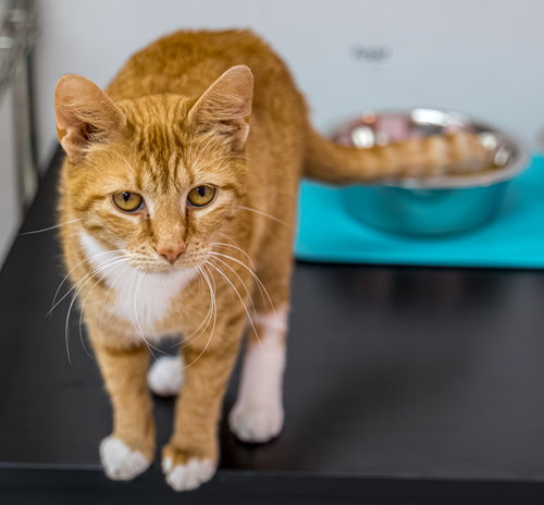 Kiki - KBC, an adoptable Domestic Short Hair in Dublin, OH