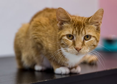 KIKI - KBC - Domestic Short Hair available for adoption