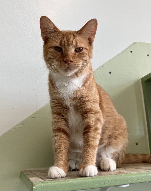 KIKI - Domestic Short Hair available for adoption