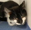 Monty - KBC (bonded with Jeannae) - Photo 2