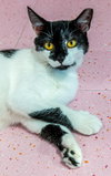 Monty - KBC (bonded with Jeannae) - Photo 1