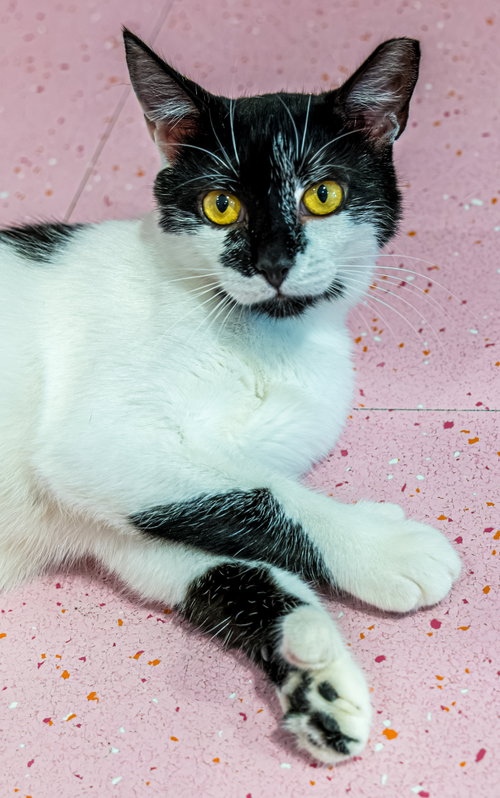 MONTY - KBC (BONDED WITH JEANNAE) - Domestic Short Hair available for adoption