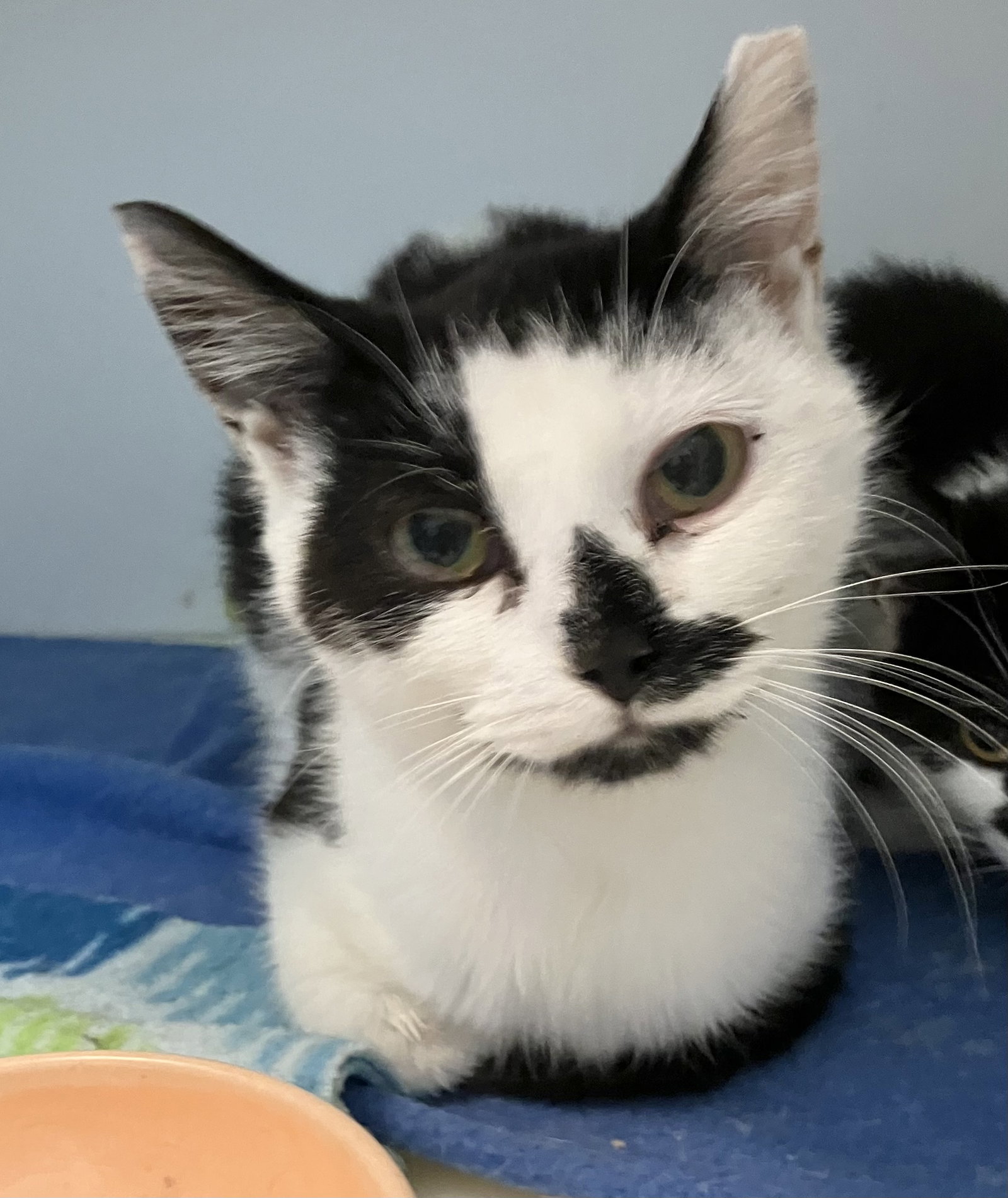 Jeannae - KBC (bonded with Monty) Image