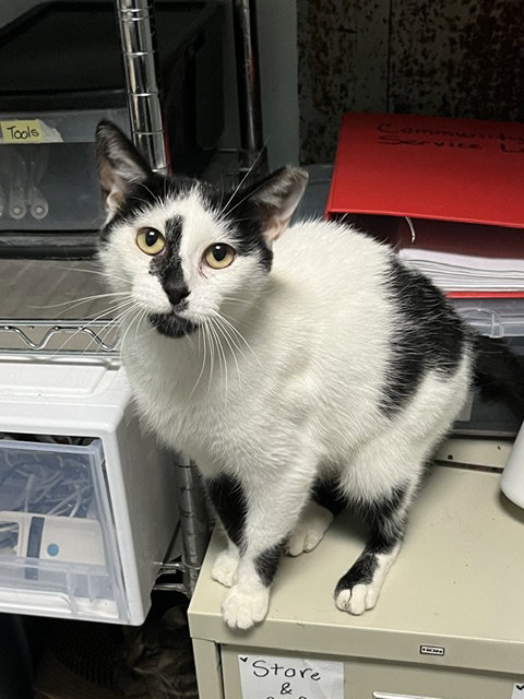 ELIZABETH - Domestic Short Hair available for adoption