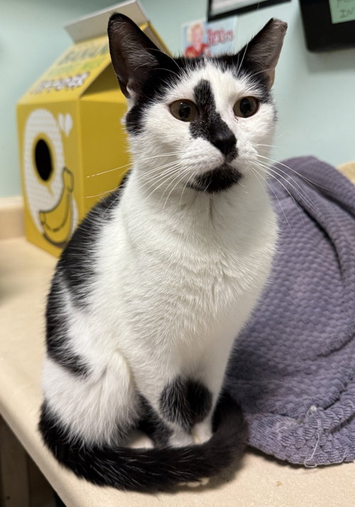ELIZABETH - Domestic Short Hair available for adoption