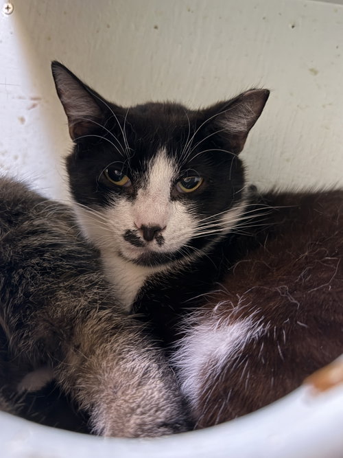 JOEL - Domestic Short Hair available for adoption