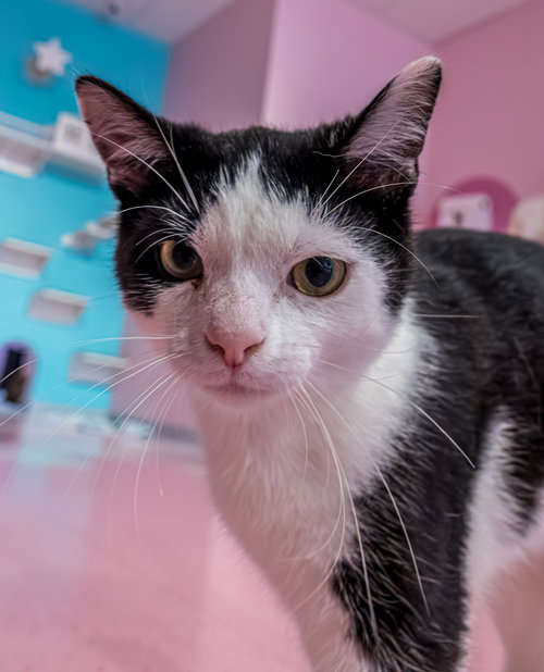 Hoka - KBC, an adoptable Domestic Short Hair in Dublin, OH