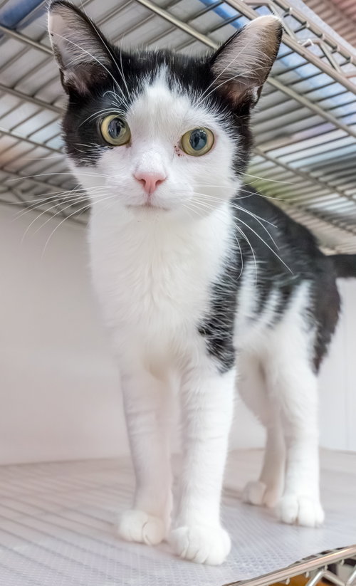 Hoka - KBC, Young Domestic Short Hair / Mixed (short coat), cat for adoption in Grove City, Ohio