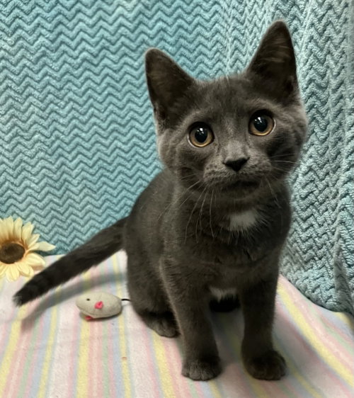 Espy, Baby Domestic Short Hair / Mixed (short coat), cat for adoption in Grove City, Ohio