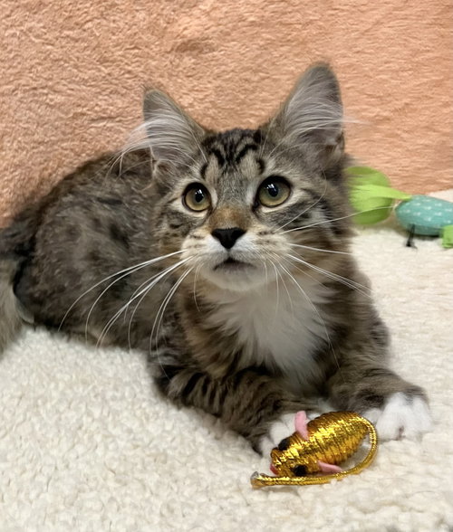 SYCAMORE - Domestic Long Hair available for adoption