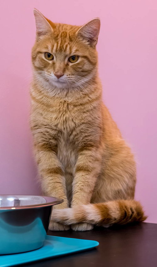 Kiko (bonded to Suki) - KBC