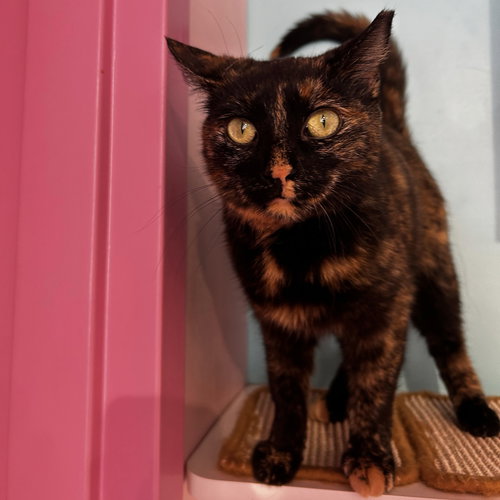 SUKI (BONDED TO KIKO) - KBC - Domestic Short Hair / Tortoiseshell available for adoption