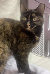 Suki (bonded to Kiko) - KBC - Photo 4