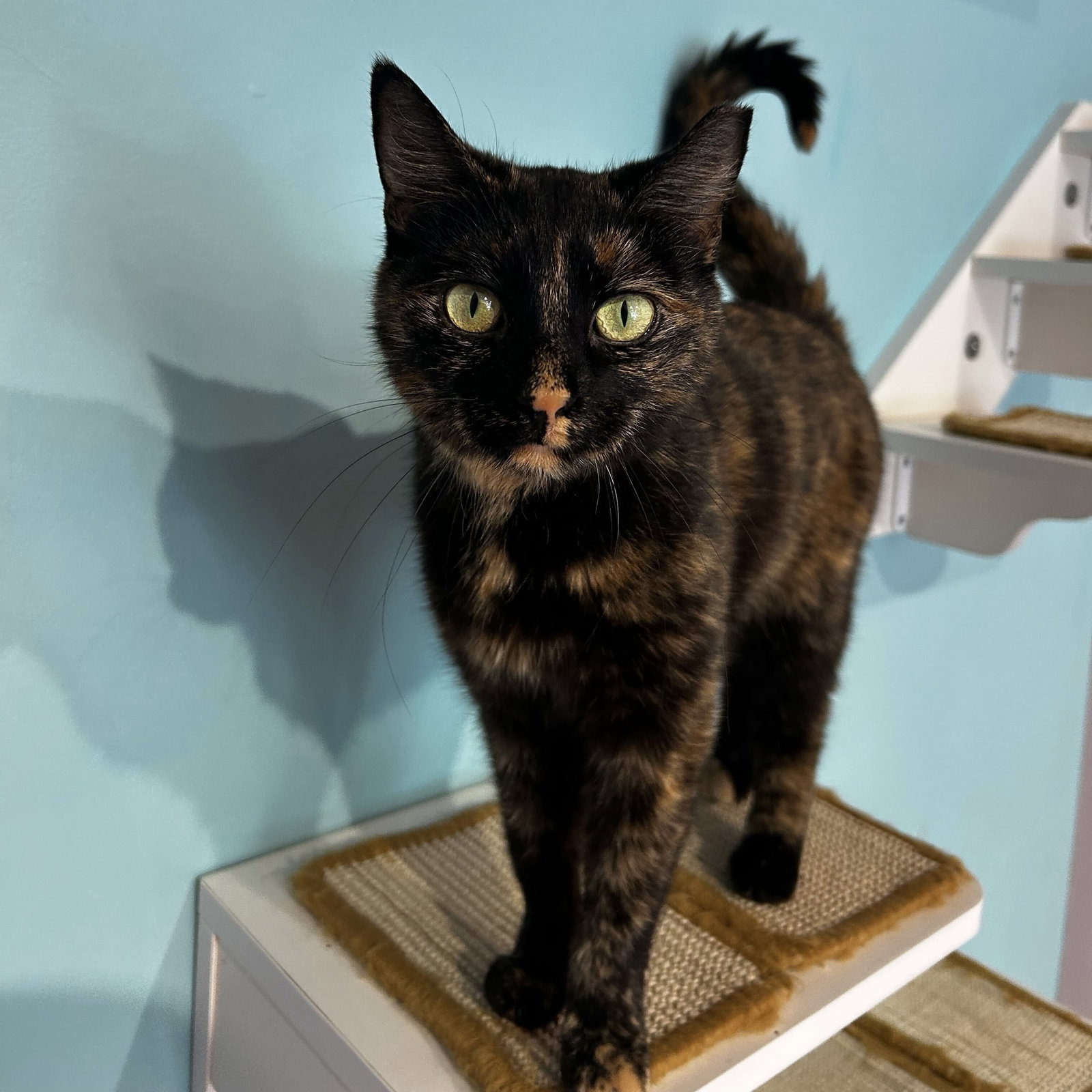 Suki (bonded to Kiko) - KBC Image