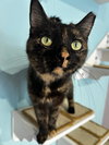 Suki (bonded to Kiko) - KBC - Photo 3