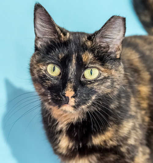 Suki (bonded to Kiko) - KBC