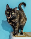 Suki (bonded to Kiko) - KBC - Photo 4