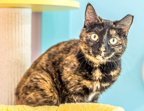 SUKI (BONDED TO KIKO) - KBC - Domestic Short Hair / Tortoiseshell available for adoption