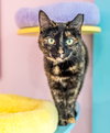 Suki (bonded to Kiko) - KBC - Photo 3