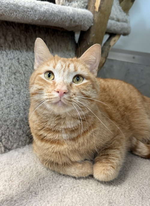 DUTTON - Domestic Short Hair available for adoption