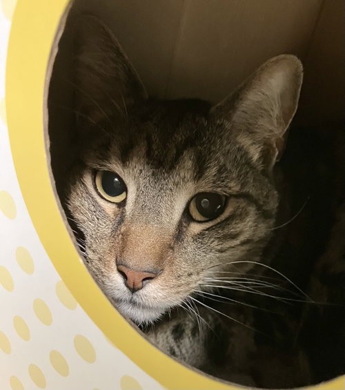 DOMINIC - Tabby / Domestic Short Hair available for adoption