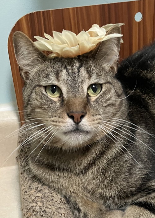 DOMINIC - Tabby / Domestic Short Hair available for adoption