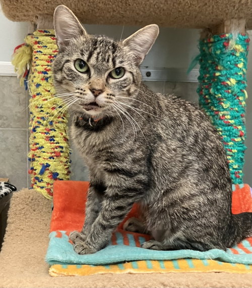 MEL - Tabby / Domestic Short Hair available for adoption